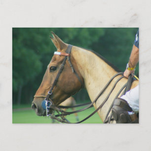 Polo Pony avec carte postale Rider