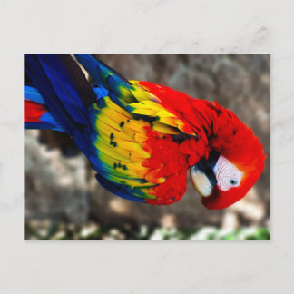  poly Parrot Briefkaart