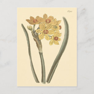 Polyanthus Narcissus Botanische Illustratie Briefkaart