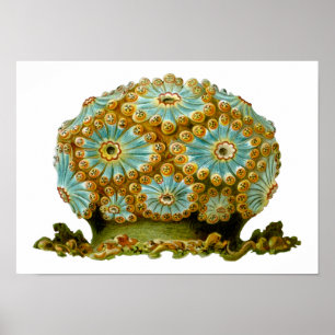 Polycyaneus Ernst Haeckel Fine Art Poster