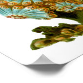 Polycyaneus Ernst Haeckel Fine Art Poster (Hoek)