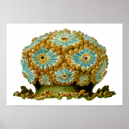 Polycyaneus Ernst Haeckel Fine Art Poster (Voorkant)