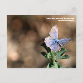 Polyommatus butterfly in Maremma, Italië, Briefkaa Briefkaart