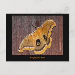 Polyphemus Moth Briefkaart