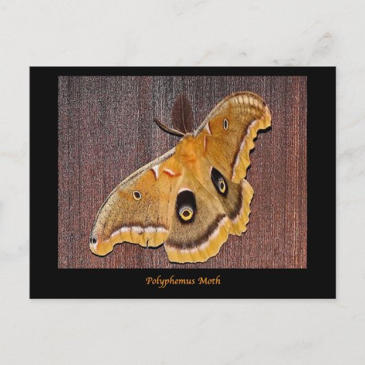 Polyphemus Moth Briefkaart (Voorkant)
