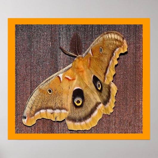 Polyphemus Moth Poster (Voorkant)