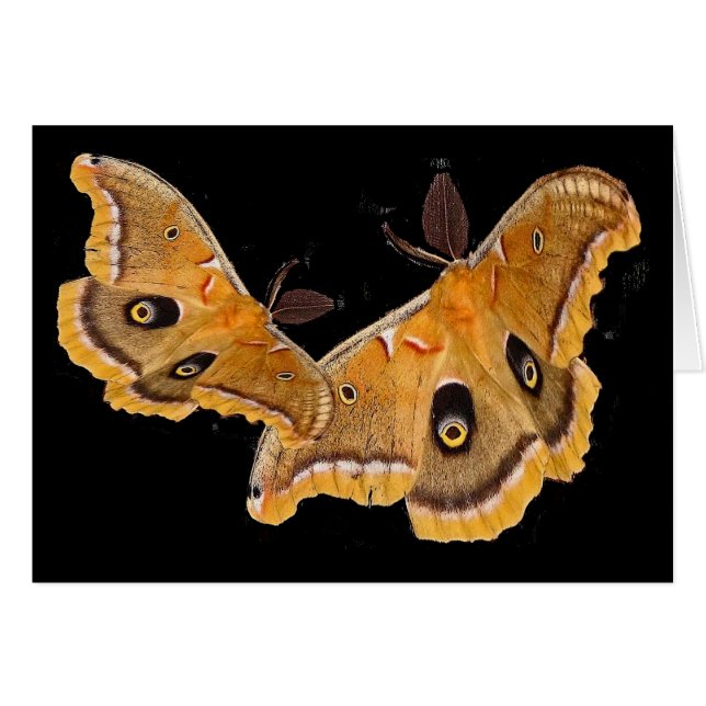 Polyphemus Moths (Voorkant Horizontaal)