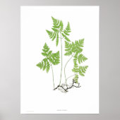 Polypodium dryopteris poster (Voorkant)