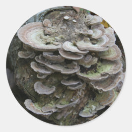 Polypore stickers
