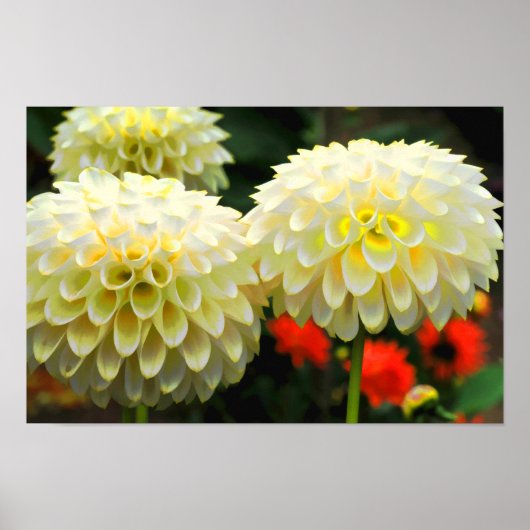 Pom Pom Dahlias Print (Voorkant)