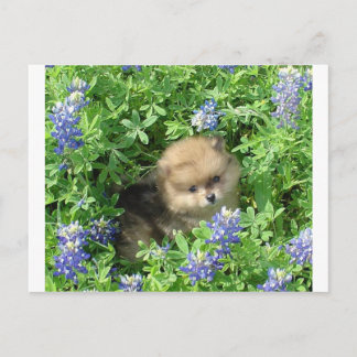 Pom Pup in Blauwe Bonnets Briefkaart