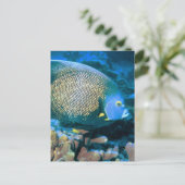 Pomacanthus vis briefkaart (Staand voorkant)