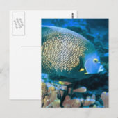 Pomacanthus vis briefkaart (Voorkant / Achterkant)