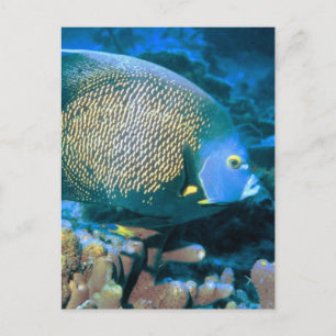 Pomacanthus vis briefkaart
