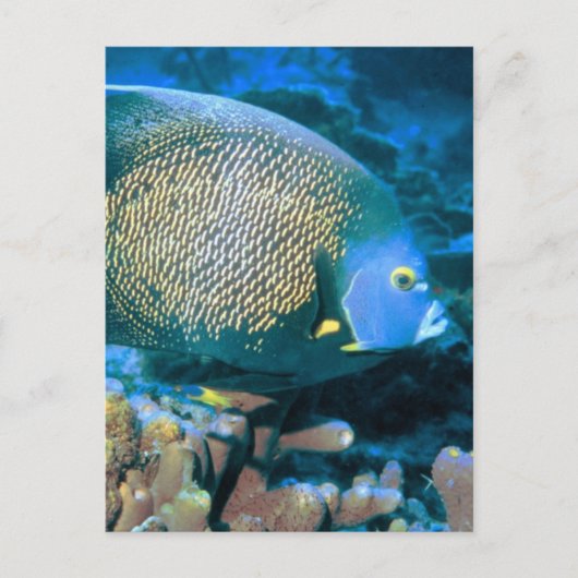 Pomacanthus vis briefkaart (Voorkant)