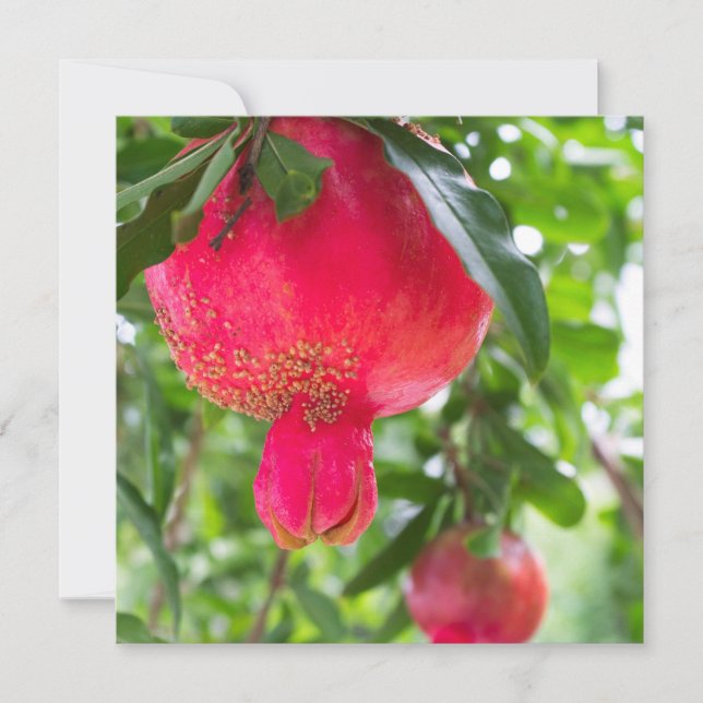 Pomegranaat (Voorkant)