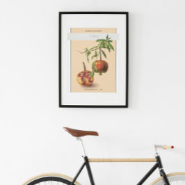 Pomegranaat,  Botanisch Illustratie Poster