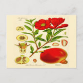 Pomegranaat Briefkaart (Voorkant)