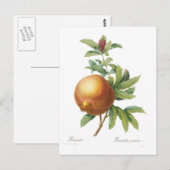 Pomegranaat Briefkaart (Voorkant / Achterkant)