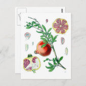Pomegranaat Briefkaart (Voorkant / Achterkant)