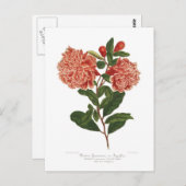 Pomegranaat Briefkaart (Voorkant / Achterkant)