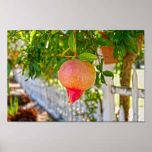 Pomegranaat in Sonoma, Californië Poster