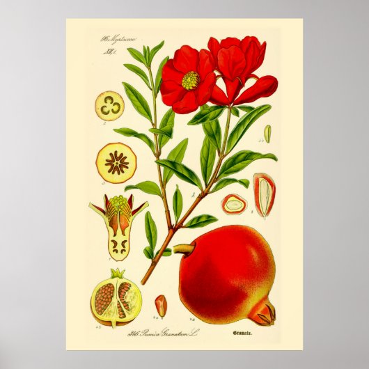 Pomegranaat Poster (Voorkant)