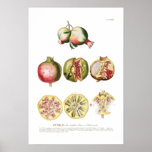 Pomegranaat Poster (Voorkant)