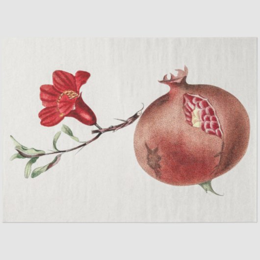  pomegranaat tissuepapier (Voorkant)