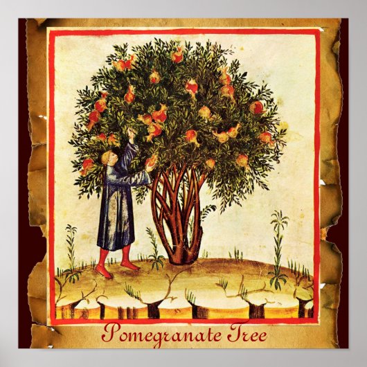 POMEGRANAAT TREE ANTIEK PARCHMENT POSTER (Voorkant)