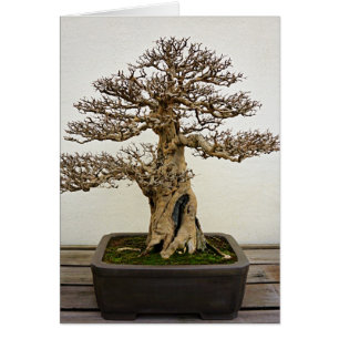 Pomegranate Bonsai-boom