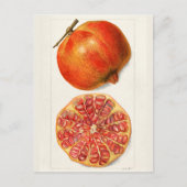 Pomegranaten (Punica Granatum) Briefkaart (Voorkant)