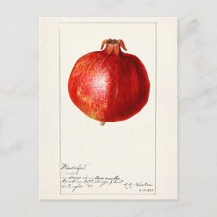 Pomegranaten (Punica Granatum) Briefkaart
