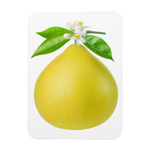 Pomelo op een tak magneet