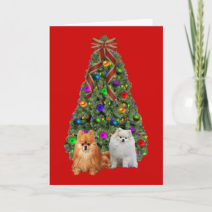 Pomeranian Christmas Kaart