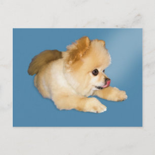 Pomeranian Dog Briefkaart
