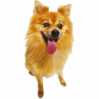 Pomeranian Dog Staand Fotobeeldje