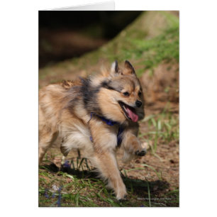 Pomeranian fonctionnant avec le harnais dessus