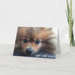 pomeranian get well soon card kaart