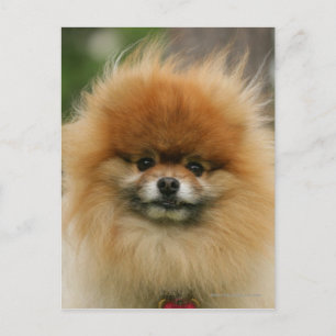 Pomeranian Headshot die Camera bekijken Briefkaart