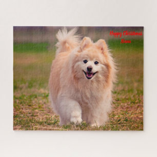 Pomeranian hond. legpuzzel