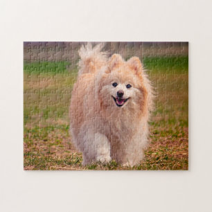 Pomeranian hond. legpuzzel