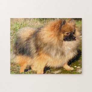 Pomeranian hond. legpuzzel