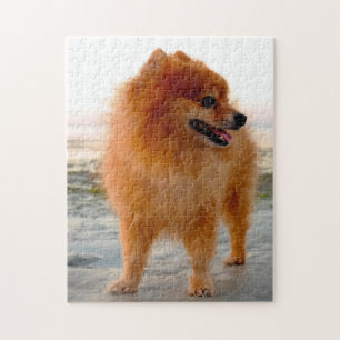 Pomeranian hond. legpuzzel