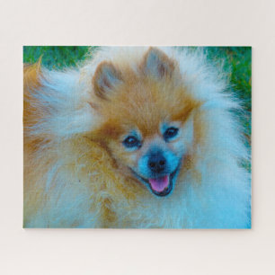 Pomeranian hond. legpuzzel
