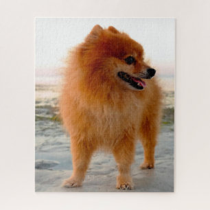 Pomeranian hond. legpuzzel