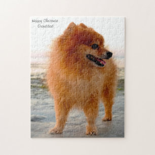 Pomeranian hond. legpuzzel