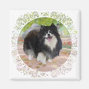 Pomeranian in Schaduwrijke Promenade Magneet
