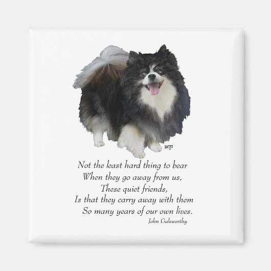 Pomeranian Keepomwille Male Magneet (Voorkant)