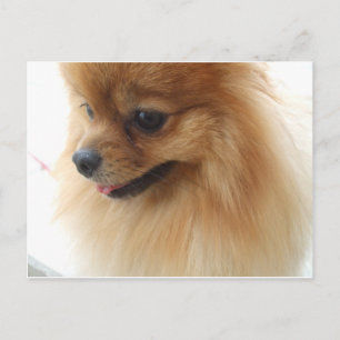Pomeranian Lover Briefkaart